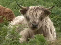 Highland Cow (Bos Taurus) Stock Footage