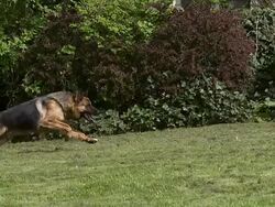 Domestic Dog, German Shepherd Dog, Female running on Grass, Slow motion. Stock Footage