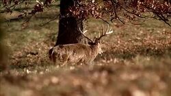 Several deer with antlers walk in a forest. Stock Footage