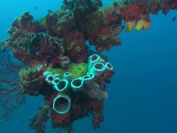 Hoki, Post, Sponge, Chuuk Lagoon, South Pacific  Stock Footage