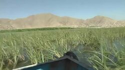 CLEAN : War torn Kabul becomes a protected site for migratory birds News Clip