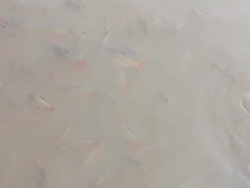 Freshwater fishes. Stock Footage
