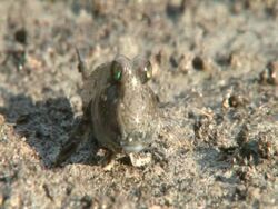 Mud skipper looking to camera, CU, Pengalunan, Kulamba, Sabah, Malaysia, Borneo Stock Footage