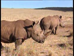 Rhinoceroses News Clip