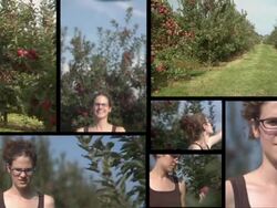 HD MONTAGE: Apple Picking Stock Footage