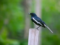 Oriental Magpie Robin Stock Footage