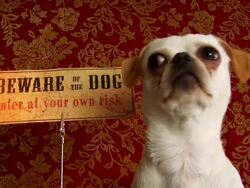 On your Guard .. close up.. Stock Footage