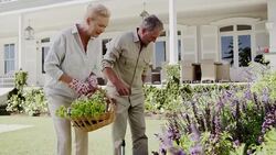Happy senior couple with basket picking flowers in garden Stock Footage