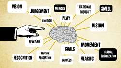 TED-ED: The great brain debate - Ted Altschuler Instructional Video