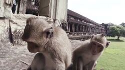 Temple Monkey (Macaque) Stock Footage