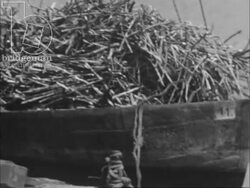 Sugar cane farmers and dancers in Guadeloupe, Antilles, 1950s Stock Footage