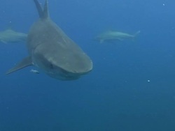 Tiger Shark (Galeocerdo cuvier) Stock Footage