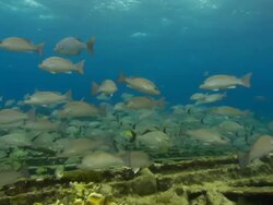 Big shoal of Blue Striped Grunt, Haemulon sciurus, Yellow grunt, Haemulon sciurus, over Sugar wreck, various shots. Bahamas  Stock Footage