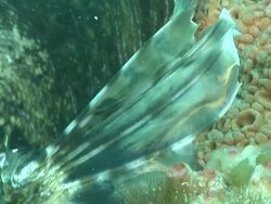 ECU Shot of Devil fire fish lying on rock covering with coral and sponges / Matola, Maputo, Mozambique Stock Footage