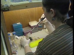 ISRAEL: SCIENTISTS TO USE DNA TESTING ON DEAD SEA SCROLLS News Clip