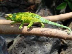 Jackson's Chameleon in Hawaii HD Stock Footage