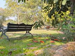 Dolly:Bench on a lawn area of the park. Stock Footage