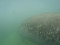 Manatee Stock Footage