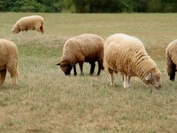 Grazing sheep Stock Footage