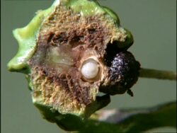 CU Cross section of acorn gall showing Knopper Wasp (Synergus) Larva, UK Stock Footage