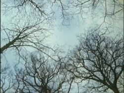 MS Low angle, bare tree falls to camera, UK Stock Footage