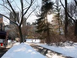 Horse and Carriage In Central Park Stock Footage
