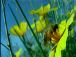 Bee hovering between CU yellow Goldpoppies (Eschscholzia californica), Sonoran desert, USA Stock Footage