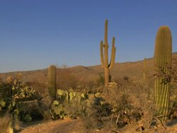 Several Saguaro cactus plants in desert with blue skies Stock Footage