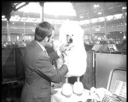 RICHMOND DOG SHOW News Clip