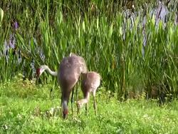 Family of Sandhill Cranes Foraging, Closeup Stock Footage