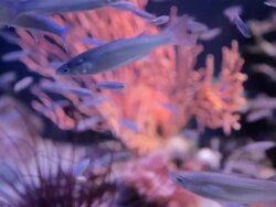 Fish in aquarium Stock Footage