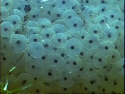BCU Frogspawn underwater, England Stock Footage