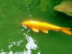 koy fish Stock Footage