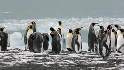 King Penguins head out to sea on a fishing trip past ice at Gold Harbour, South Georgia, Southern Ocean. Stock Footage