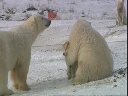 Polar bear (Ursus maritimus) playing with Husky dog, Churchill, Manitoba, Canada Stock Footage