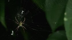 Yellow-black spider in her spiderweb - Argiope bruennichi Stock Footage