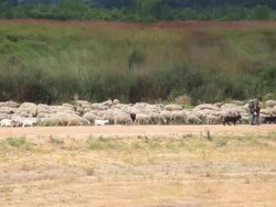 Shepherd with a flock of sheep and goats Stock Footage