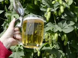 MS Woman holding glass of beer in front of hop cones garden / Mainburg, Bavaria, Germany Stock Footage