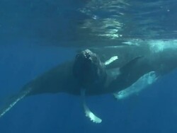 Humpback Whale Stock Footage