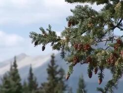 Pine cone and mountain blur Stock Footage
