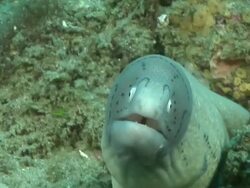 CU Geometric moray eel lying in rock crevice covered with coral and sponges / Matola, Maputo, Mozambique Stock Footage