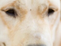 Yellow Labrador Retriever Stock Footage