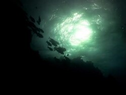 School of fish silhouetted against the sun Stock Footage