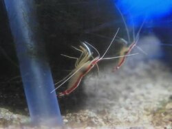 White-banded cleaner shrimp. Stock Footage