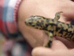 A salamander walking in someone's hands Stock Footage