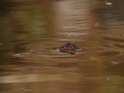 MS View of Levant green frog (pelophylax bedriagae) floting in water / golan heights, Israel Stock Footage