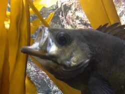 Rock Fish Stock Footage