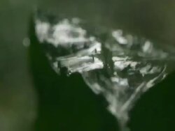 Rain Forest Stock Footage