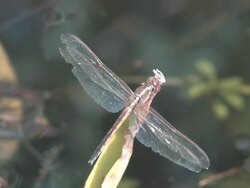 Dragonfly on the  grass 4 Stock Footage