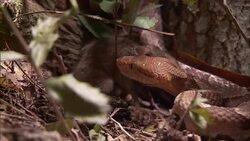 A mouse sniffs the ground around a snake. Stock Footage